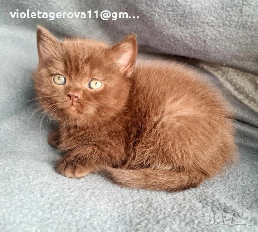 британски котки, снимка 15 - Британска късокосместа - 53479911