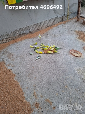 продавам вълнисти папагали., снимка 4 - Папагали - 52975381