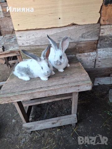 Продавам эайци , снимка 2 - Други животни - 53771954