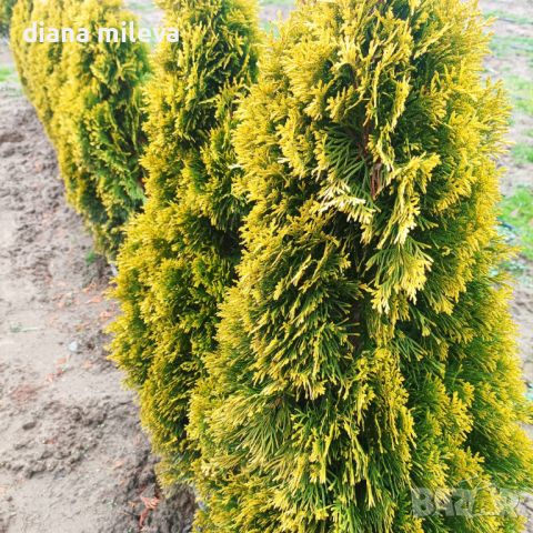 Туя Златен Смарагд, Thuja Occidentalis Golden Smaragd, снимка 5 - Градински цветя и растения - 37217569