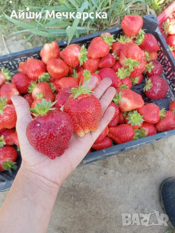 Продавам разсад ягоди сорт Алба.