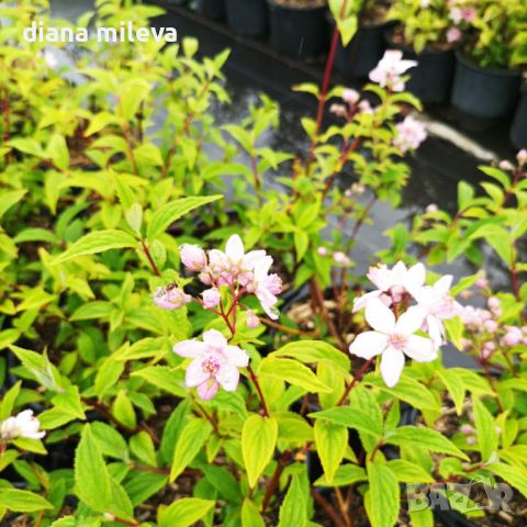 Дойция, Deutzia hybrida 'Mont Rose', снимка 5 - Градински цветя и растения - 42798741