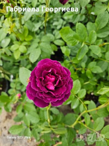 Храстовидна роза "Виолет "