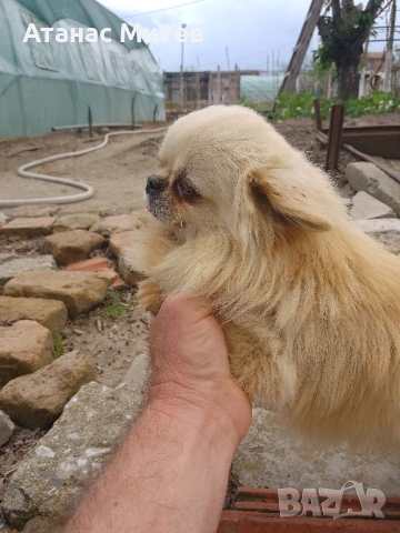 Продавам мъжко мини чихуахуа, снимка 3 - Чихуахуа - 52121822