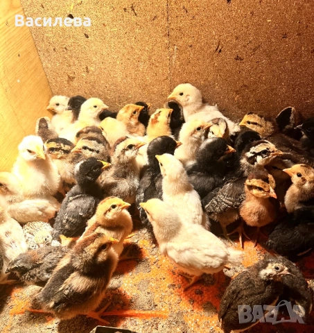 Пилета и пъдпъдъци на различна възраст, снимка 12 - Кокошки и пуйки - 54003824