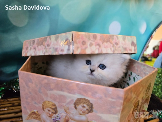 Британски дългокосмести котенца, снимка 4 - Други - 52730216