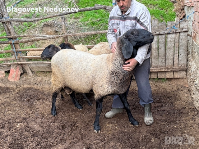 Овен плевенски черноглав, снимка 7 - Овце - 52135634
