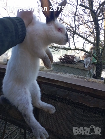 Кръстоска цика с калифорнийски , снимка 3 - Други - 53753373