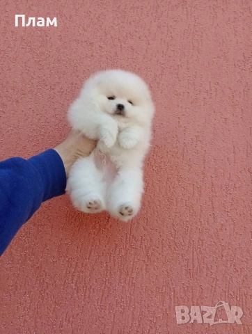 Мъжки и женски Померани.Реални снимки !, снимка 4 - Померан - 54105762