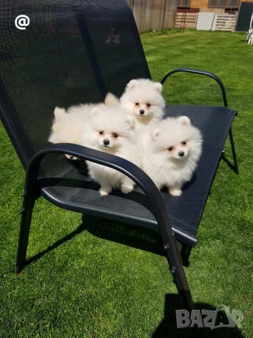 Померани померанчета своодни, снимка 9 - Померан - 54156527