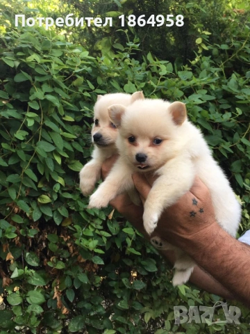 БЕБЕТА ПОМЕРАН Доставка 