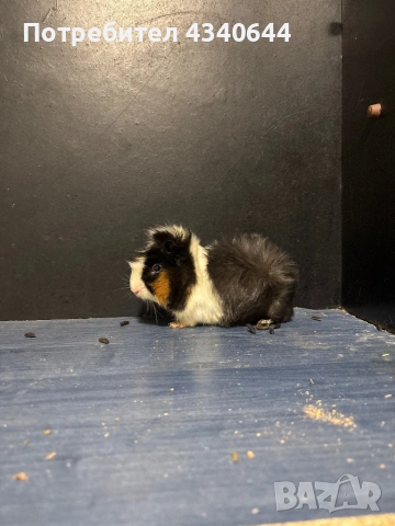 Морско свинче , снимка 2 - Морски свинчета - 54139829