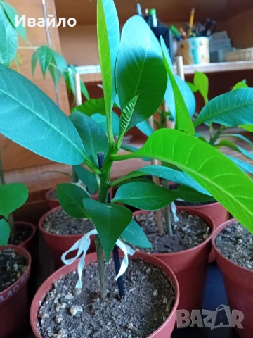 Семена и разсади различни видове, снимка 4 - Разсади - 35847760