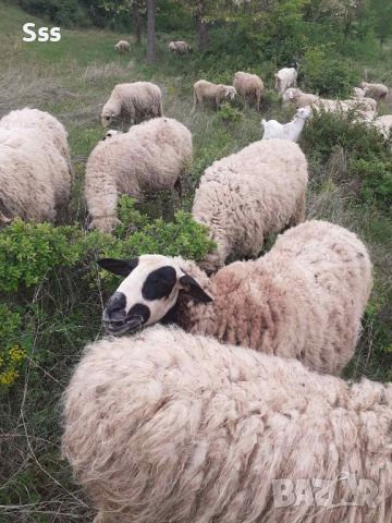 Провават се Овце, Кочове и  Чепишки  за Курбан Байрам, снимка 5 - Овце - 45698322