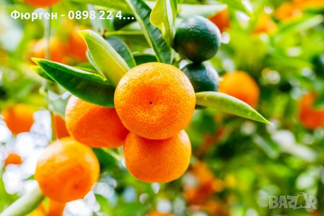     МИНИ ПОРТОКАЛ - КАЛАМОНДИН и Кумкуат (Citrus japonica), снимка 2 - Разсади - 46773611