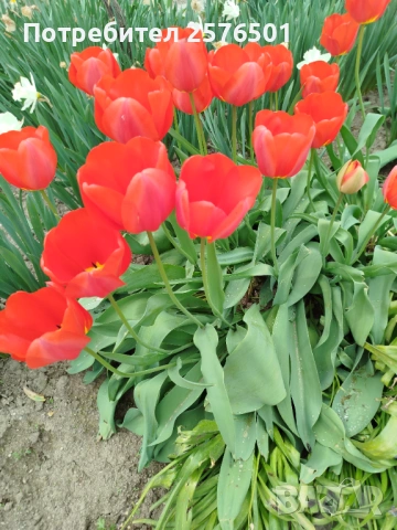 Продавам луковици от червени лалета 