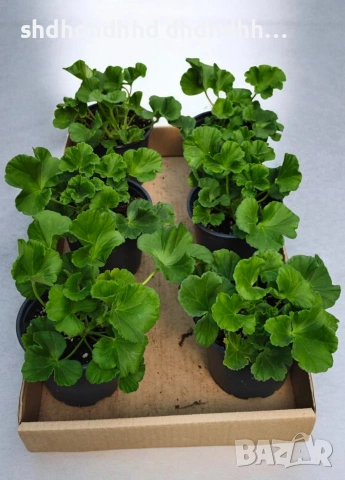 Сортови Мушката за колекционери 5 € за брой ( четири цвята ), снимка 12 - Градински цветя и растения - 54231825