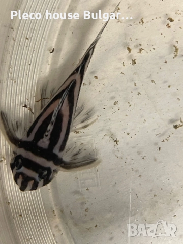 Pleco L046 Hypancistrus zebra / 4броя, снимка 2 - Рибки - 52321154