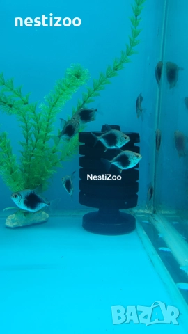 Сребърен Долар-БЛЕКБЪРИ, снимка 2 - Рибки - 52959212