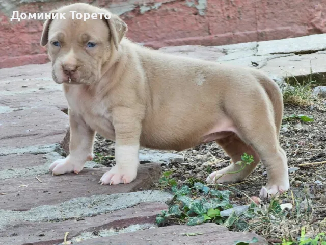 American bully xl, снимка 14 - Други - 46970498