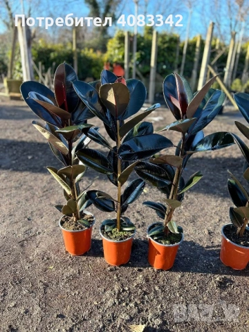 Фикус, снимка 3 - Градински цветя и растения - 53190574