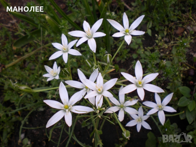 Гарванов лук