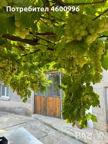 Продавам къща в село Дъбравино, Варненско, с просторен двор – 3 декара, снимка 16 - Къщи - 51788048