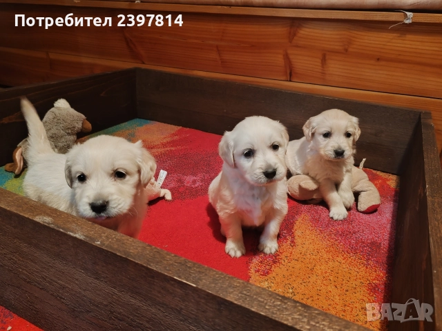 Голдън ретривър , снимка 12 - Голдън ретривър - 52842514