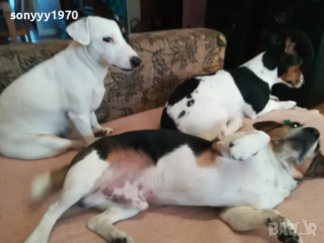 ДЖАК СИ ТЪРСИ ЖЕНА 1303251250, снимка 4 - Джак ръсел териер - 49477827