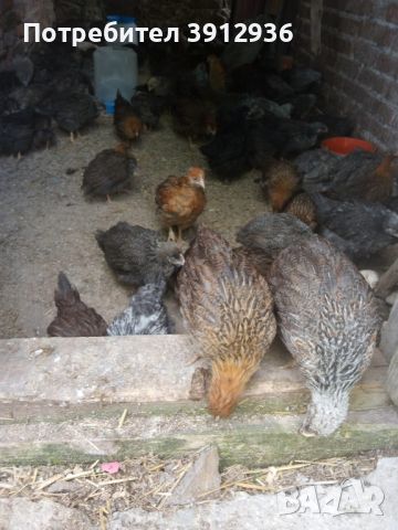 Найхубави пилета от Катунски кокошки.  От Кърджали, снимка 4 - Кокошки и пуйки - 45778634