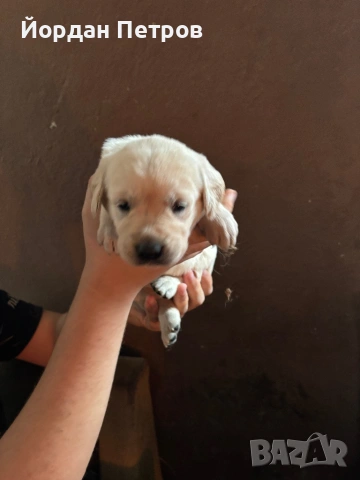 Лабрадор Редривър , снимка 2 - Лабрадор ретривър - 53390012