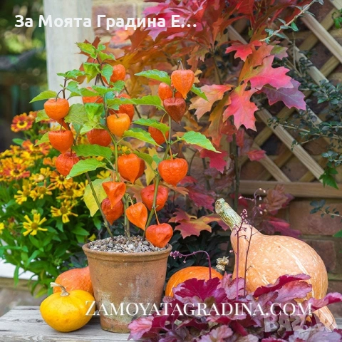 Физалис , снимка 3 - Градински цветя и растения - 53634737