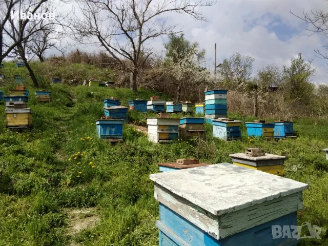 Продавам 12бр. пчелни семейства, може и по единично!