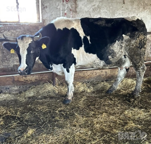 Продавам 2 Крави за Дамазлък