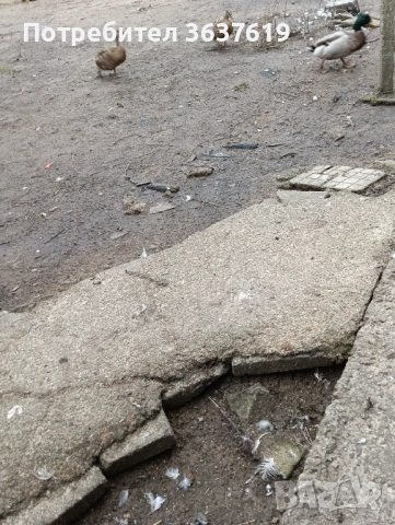 Патици, снимка 3 - Патици и гъски - 53566193