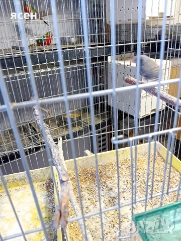 Продавам чифт зеброви амадини , снимка 3 - Амадини - 53871623