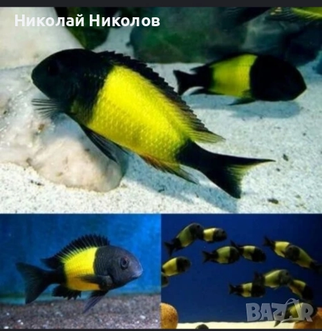 Африкански Цихлиди Танганика, снимка 7 - Рибки - 51768238