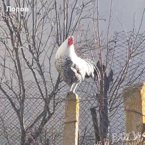 Продавам вествалски петлета, снимка 2 - Кокошки и пуйки - 52050258