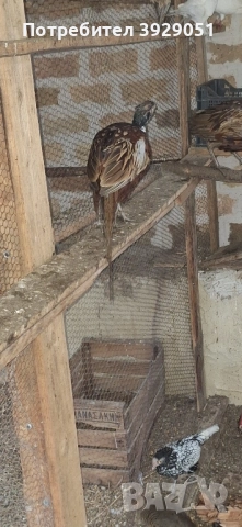 Продавам фазани, снимка 3 - други­ - 52029090