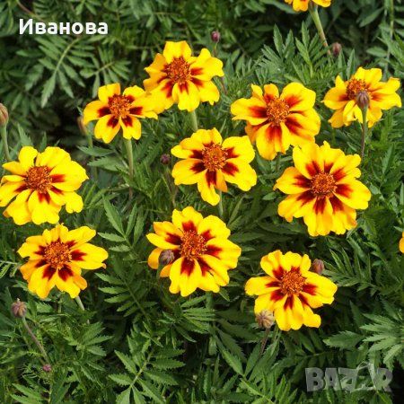 Разсад -Тагетис Мариета, снимка 1 - Градински цветя и растения - 45265858