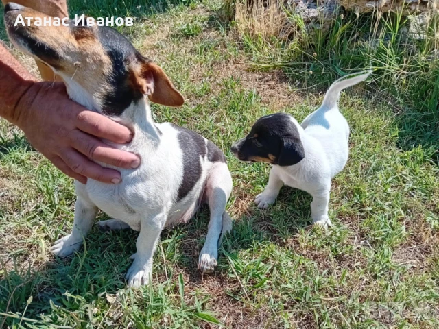Продавам чистокръвно мъжко кученце Джак Ръсел, снимка 1