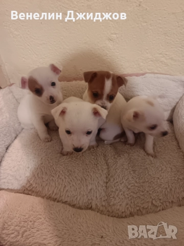 Чихоа, снимка 3 - Чихуахуа - 52653337