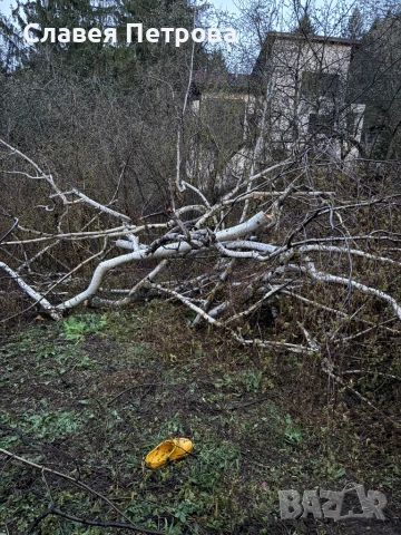 Безплатно дърва, снимка 5 - Дърва за огрев - 54242610