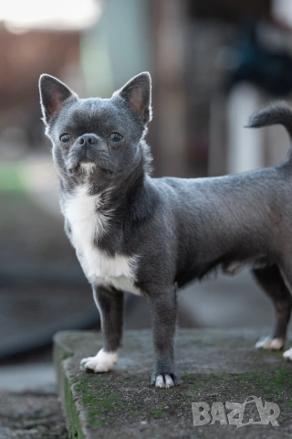 Синьо мъжко чихуахуа за разплод, снимка 5 - Чихуахуа - 52299258