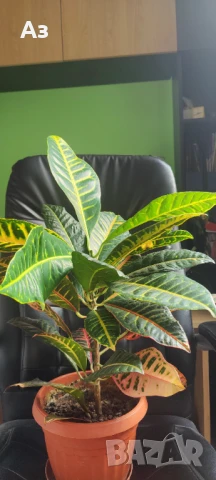 Продавам цветя Кротон – големи, 3 бр. налични, снимка 4 - Стайни растения - 50715178