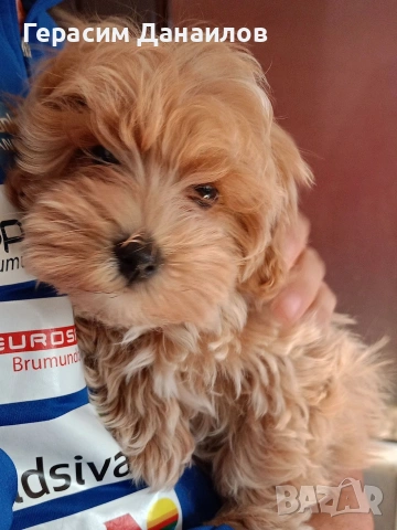 малтипу , снимка 2 - Пудели - 53889175