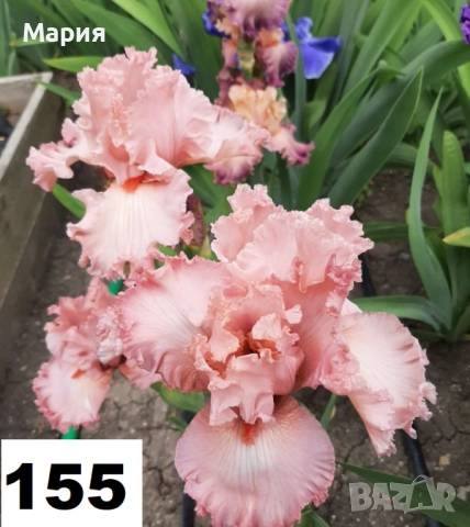 Сортови вискоки ириси /брадати ириси, снимка 8 - Сортови семена и луковици - 46410478