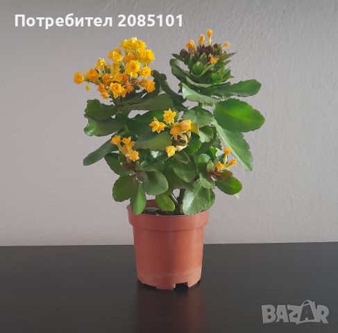 Каланхое, снимка 2 - Стайни растения - 46504263