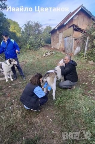 Алабай, снимка 8 - Средноазиатска овчарка - 53174361