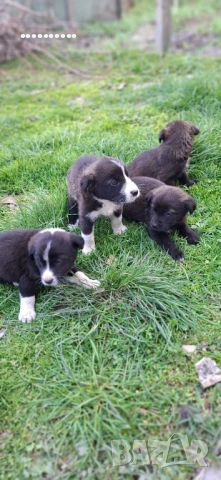 Малки игриви кученца, снимка 4 - Други - 53696952